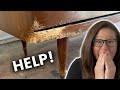 How to repair doggie damage | Before & After Furniture Transformation