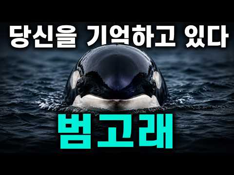 범고래: 바다 최강 포식자가 야생에서 단 한 명의 인간도 죽이지 않은 이유