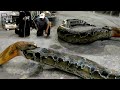 AKHIR MENEGANGKAN ULAR KING COBRA GOLDEN SANGGUP MENELAN ULAR PYTHON BESAR | KING COBRA VS PYTHON