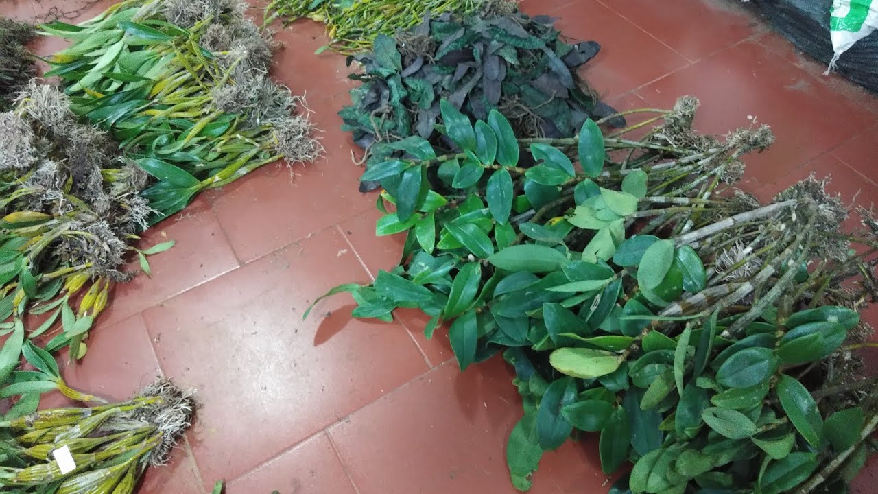 Lan rừng trưa 31/3_0392598516_kèn,trầm tím,kiều,cẩm báo,hoàng nhạn,đai châu,chuỗi ngọc,lan quân tử