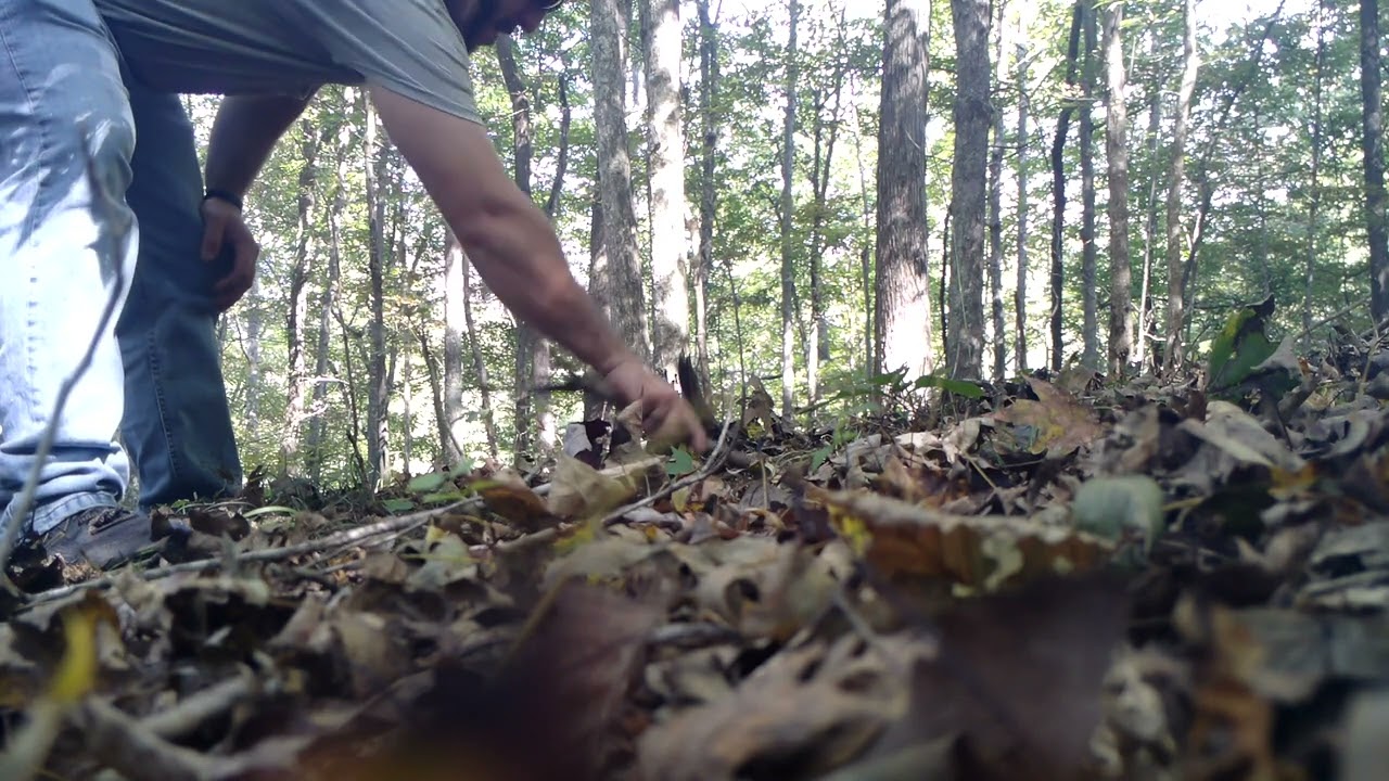 Mock scrape with Pure Whitetail preorbital buck scent