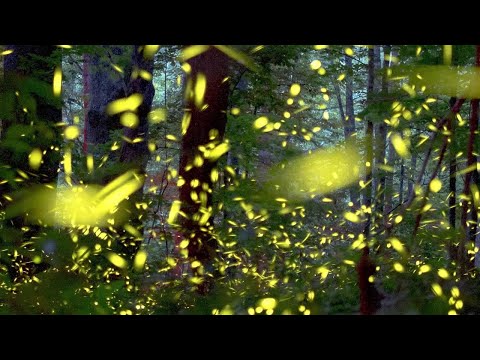 Video: Synchronous Firefly Show od Great Smoky Mountains