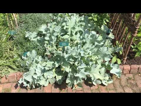 Video: Cordifolia Seekale Plante: Inligting oor Groter See Kale Groei