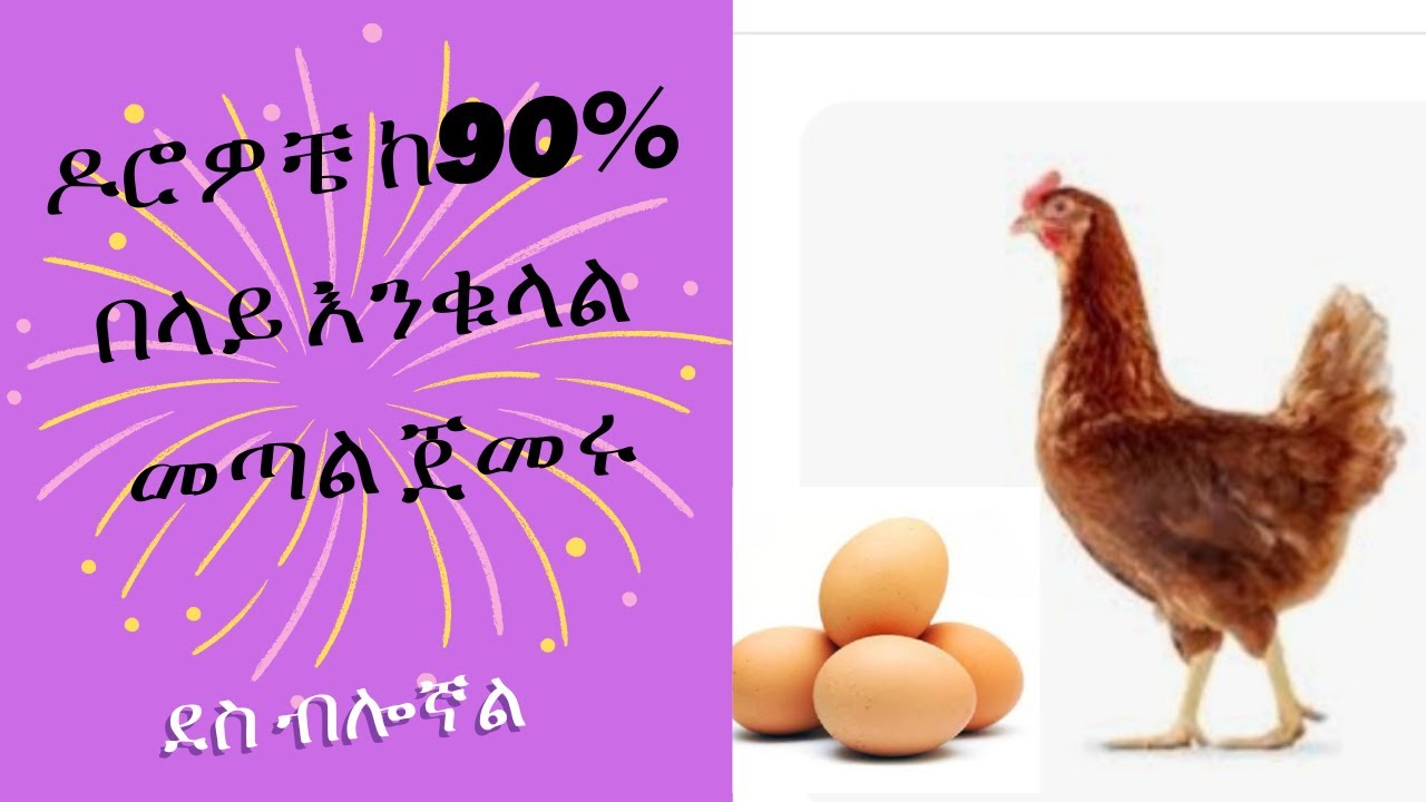 ዶሮዎቼ ከ90% በላይ እንቁላል መጣል ጀመሩ ምን ምን ባደርግላቸው ነው•••