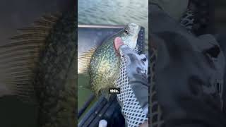 This is what I do when the bass won’t bite.