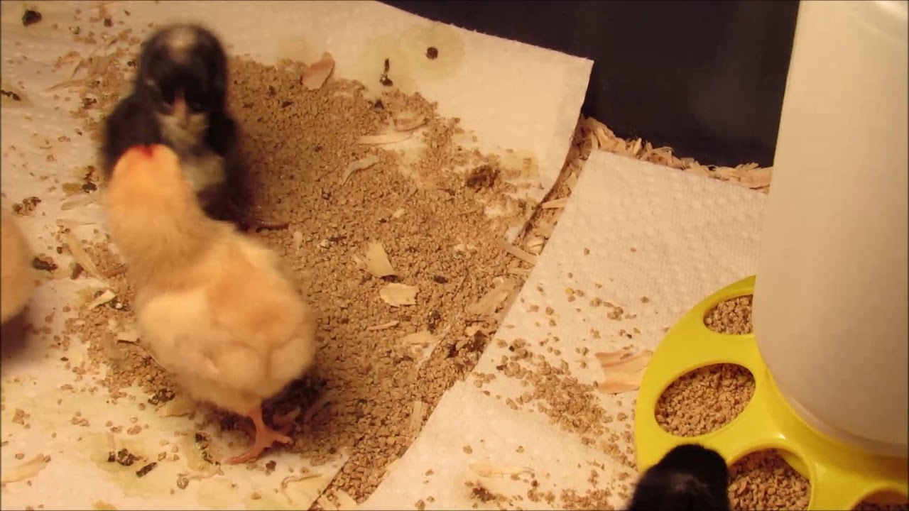 Baby chicken fight! YouTube