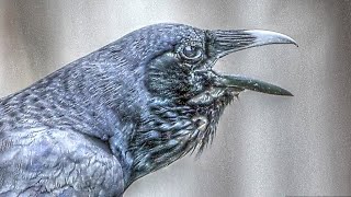 Amazing Crow Alarm Call Sounds - I Was Hared By A Murder Of Crows -