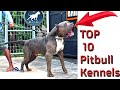 Top 10 pitbull kennels  top ten xl american bully kennels  best pitbull puppies for sale