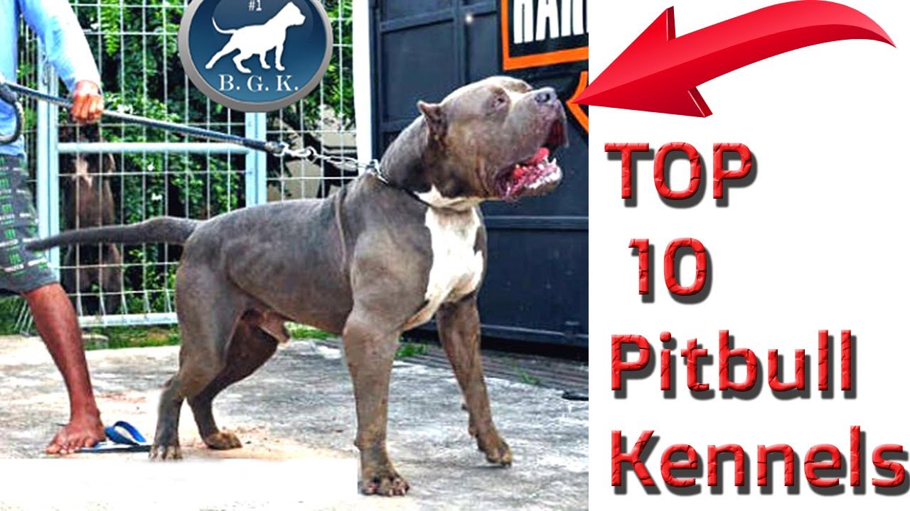 top pitbull breeders