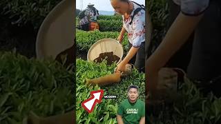 Pemetikan Teh Modern Lebih Efisien teh petik alat cepat hemat viral trending reels fyp