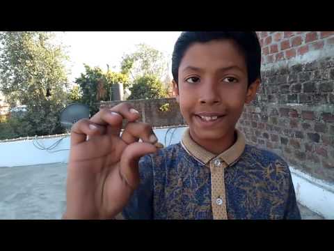 How To Train Pomelion Bich In Hindi