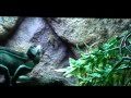 Chameleon Eating live crickets! Amazing