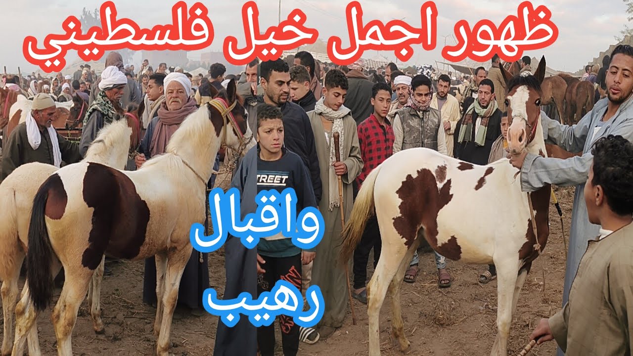 ظهور اجمل خيل فلس_طيني خريطه واقبال من جميع انحاء الجمهوريه لسوق الخيل والمتعه الحلال 4 فبراير 2025