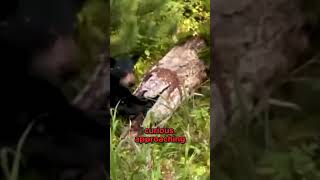 Bear's Honey Heist: A Failed Attempt.mp4