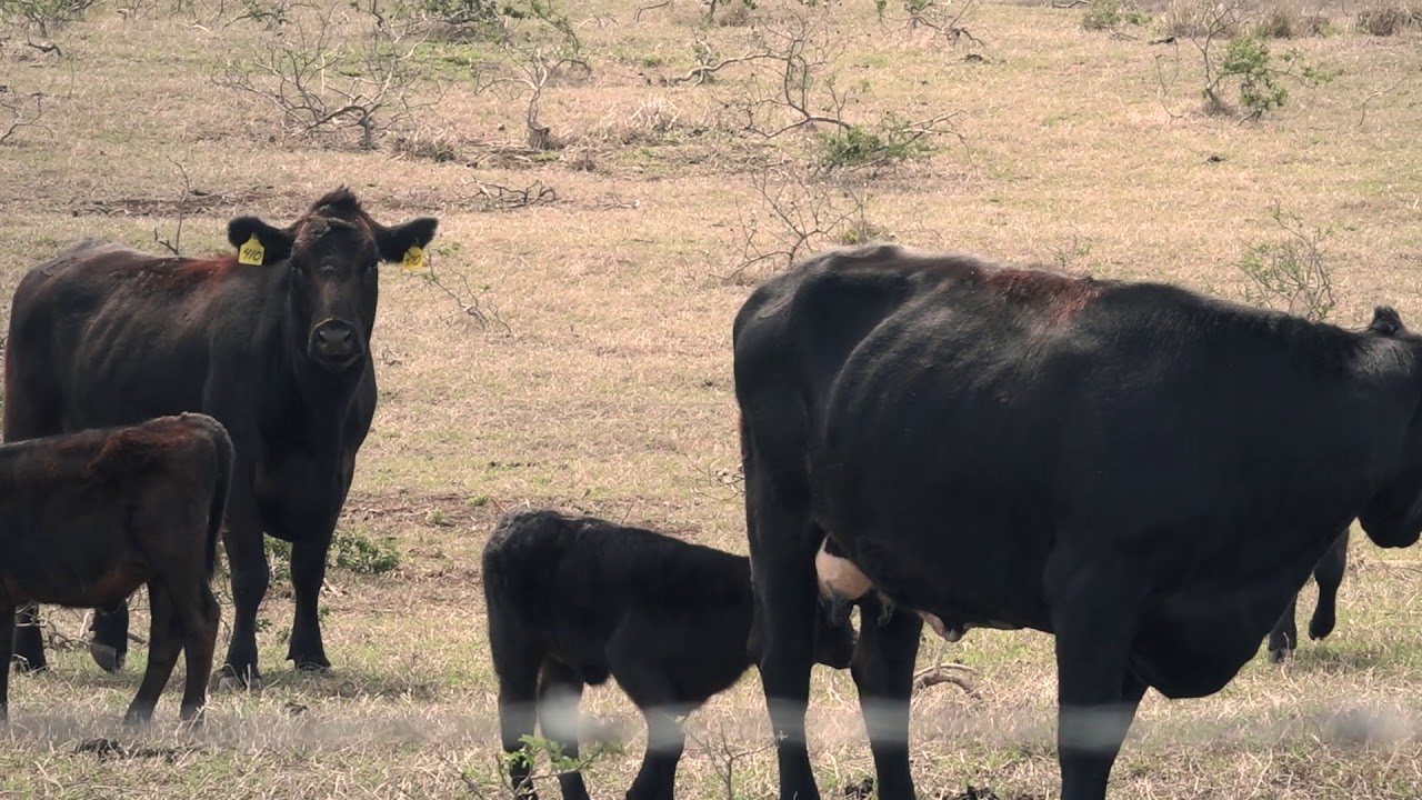 The source for our BIESTMILCH