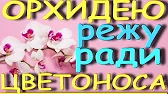 Орхидеи,узамба́рские фиалки,Самара🌺