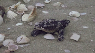 Rescued Loggerhead Sea Turtle Hatchlings Being Released