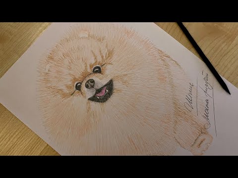 Как нарисовать собаку ШПИЦ / Spitz dog easy drawing