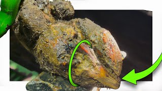It Looked Like A Dog Chew!