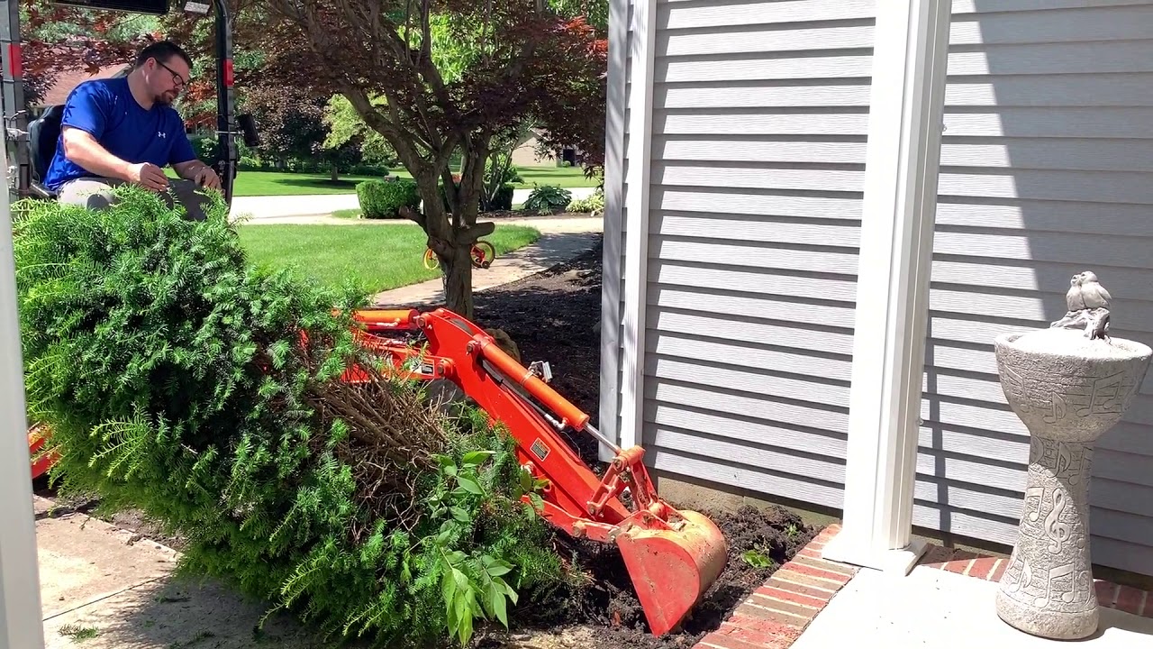 Pulling A Tree With My Kubota BX25 Loader And Backhoe - YouTube