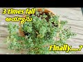 How to grow maruvam plant in telugumaruvam growing tips