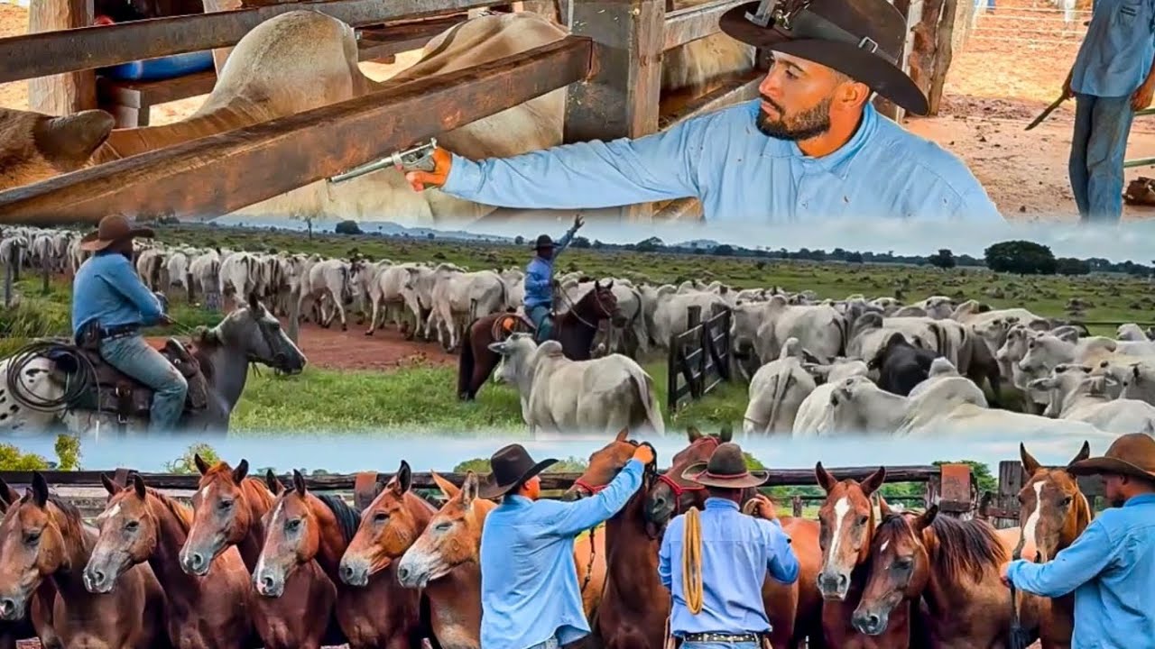 Na lida da pecuária 🇧🇷🎥