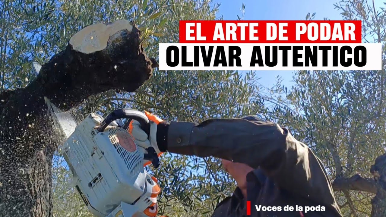 🪓🌳 Así PODA un profesional del OLIVO en JAÉN (sin guión).