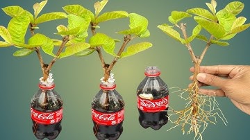 Propagate guava with coca cola bottle, extremely strong growth