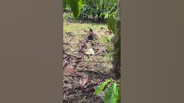 Cái kết giúp đỡ con chim sẻ #tieuthachreview #tiktok #tintuc #nhungsuthatthuvi #food #tientung