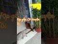 Họp gấp có chuyện rồi #cat #haihuoc #happy #meo #xuhuongyoutube #catlover