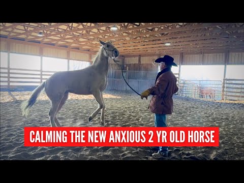 Calming the Young Anxious and Troubled Horse