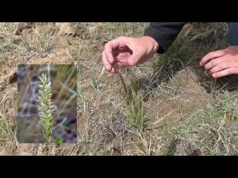 Video: Prairie Junegrass Information - Erfahren Sie mehr über Junigras in Landschaften