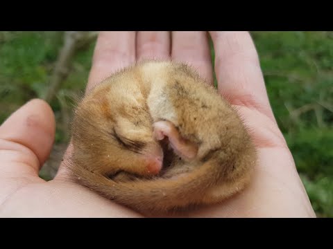 Video: Hazel-dormouse: kuvaus, lisääntymisominaisuudet