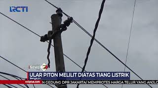 Detik-Detik Evakuasi Ular Piton Melilit Tiang Listrik Di Bengkulu 1210