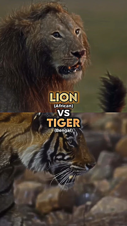 Lion vs Tiger