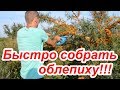 Сбор облепихи, лучший способ