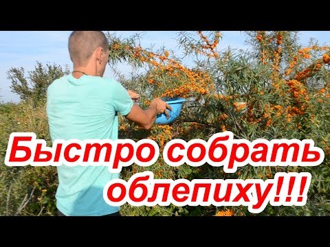 Как собирают облепиху в домашних условиях