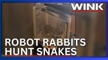 Robotic Rabbits A new hope against Everglades