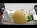 29-Day Time Lapse: Hydroponic Giant Pumpkin&#39;s Race to 183kg/404lb