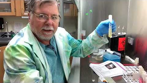 Lab 9  (Part 1 of 3) Effectiveness of Disinfectives