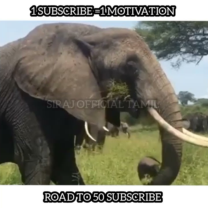 facts-about-elephant-in-tamil-shorts-sirajofficial-facts-trending