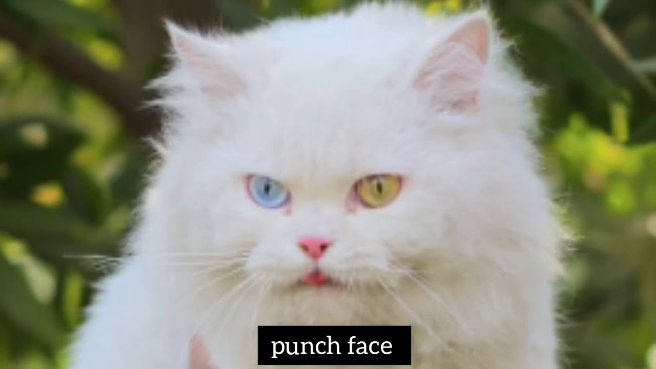 Odd eyes, punch face, triple coated, long hair persion cat YouTube