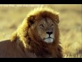 Lion roar  lwengebrll