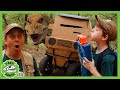 Box Fort Vehicle Challenge &amp; GIANT T-Rex Dinosaurs! | T-Rex Ranch Dinosaur Videos for Kids