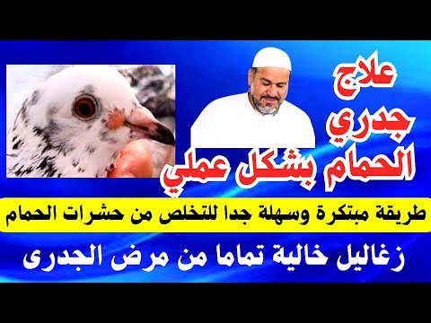 علاج جدري الحمام نهائيا بالوقاية انسى مرض الجدري طريقة مبتكرة للتخلص من الحشرات الناقلة للجدري