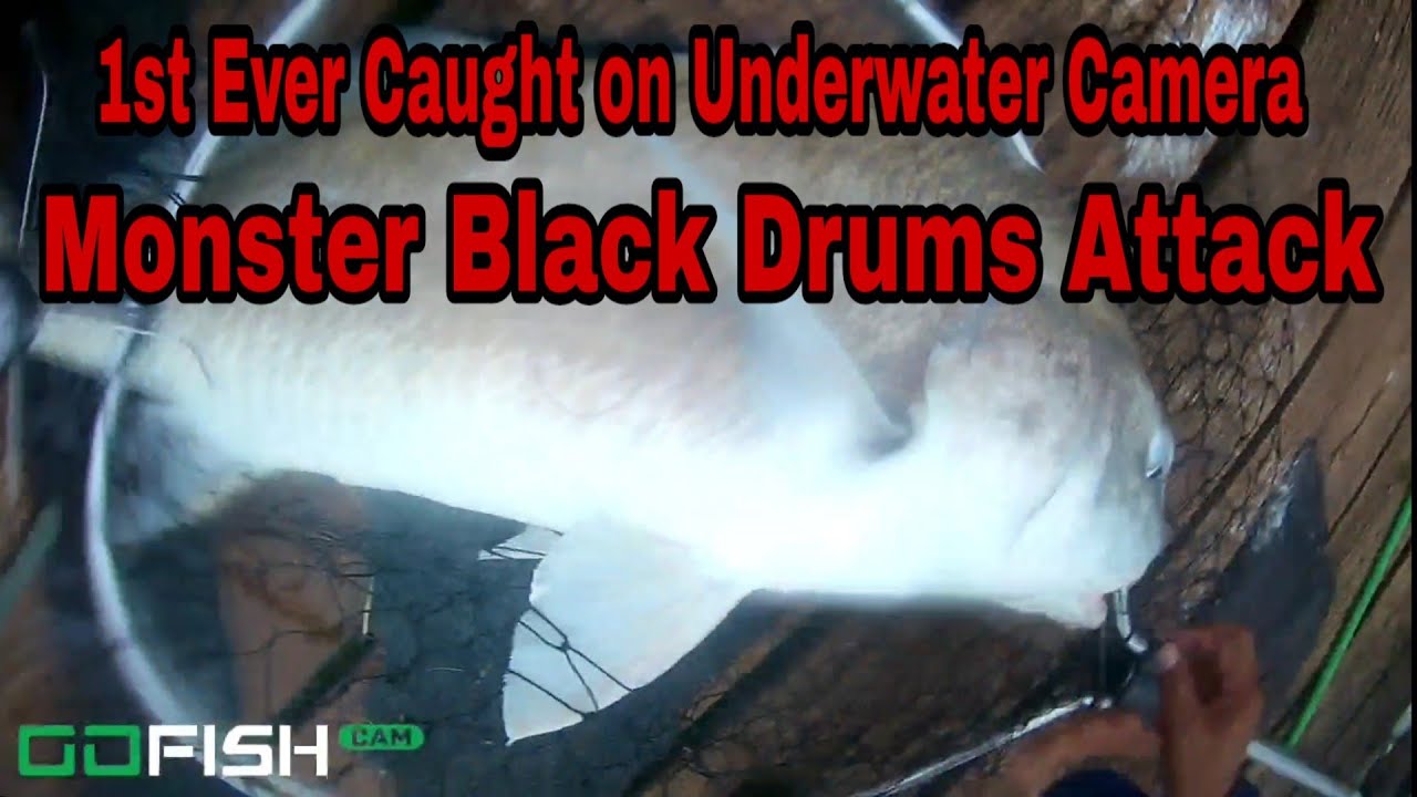 1st Ever Underwater Camera Big drum Fight Footage Raw Uncut how I