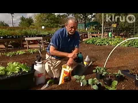 John winter vegetables: Central Texas Gardener