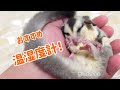 【ペット飼育で大切な温湿度計】