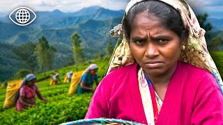 Sri Lanka : La route secrète du légendaire thé de Ceylan ⎮Documentaire Monde⎮AMP