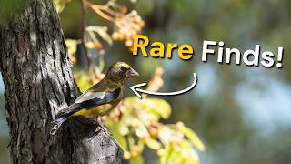 Finding Rarities During a Big Fall Migration Birding Weekend